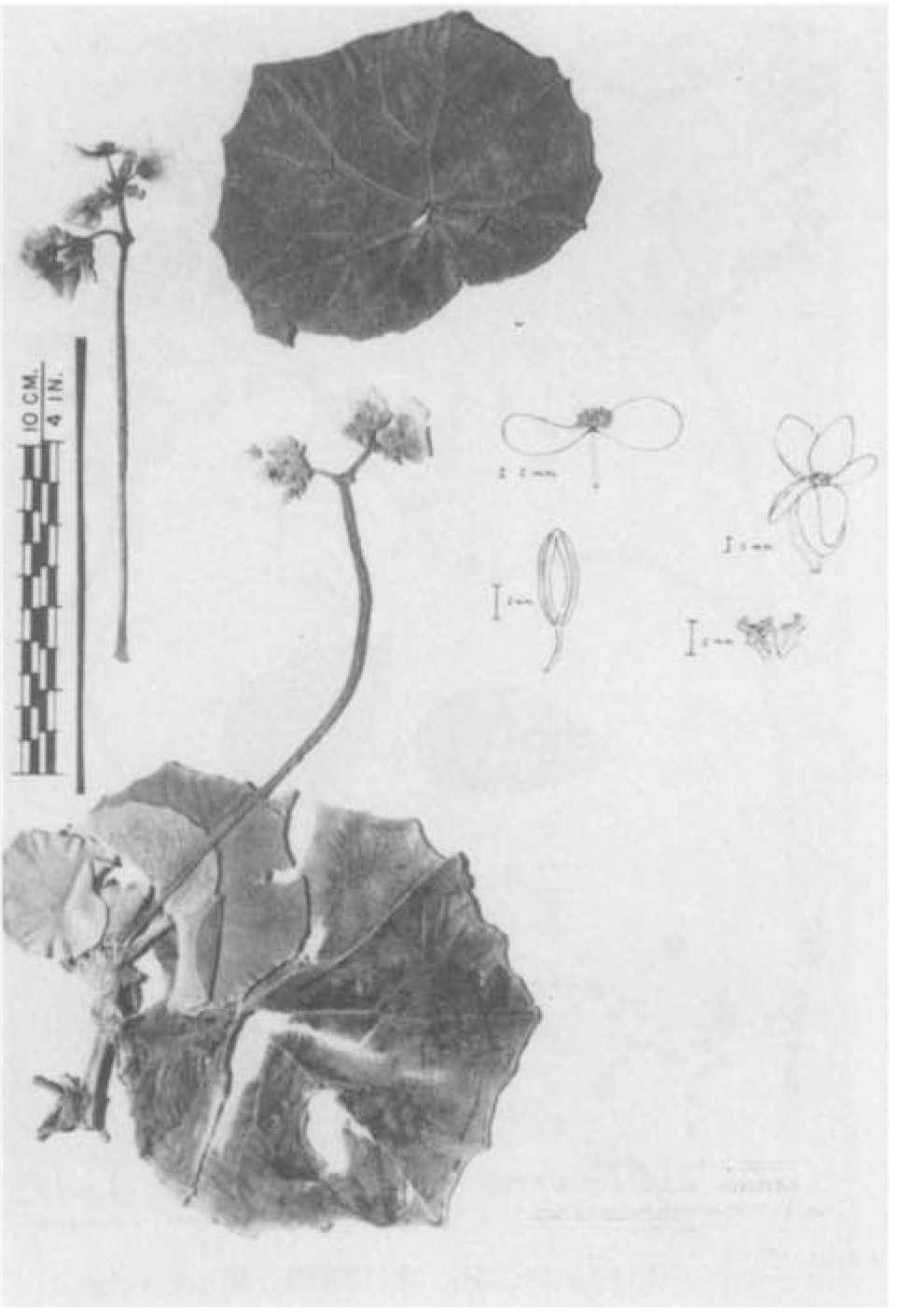 B. machrisiana